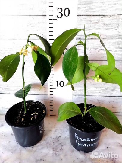 Грейпфруты