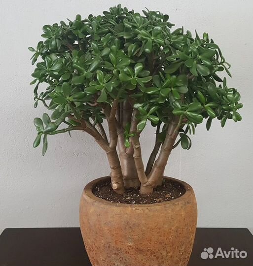 Детки растений толстянка, каланхоэ, хлорофитум