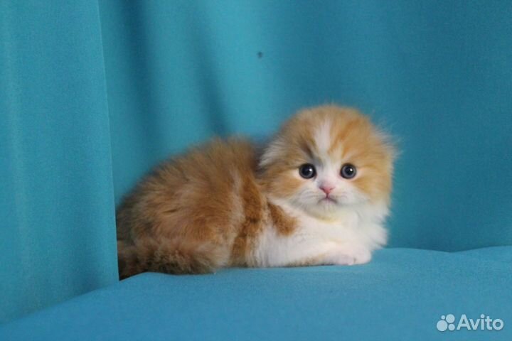 Шотландский котенок мальчик красное солнышко