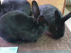 Кролики сатины объявление продам