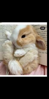 Карликовые декоративные кролики в добрые руки