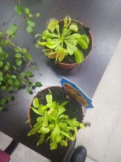 Дионея. Кактус. Суккуленты