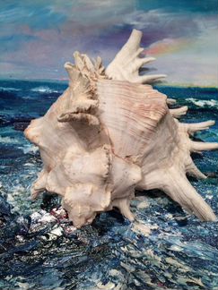 Ракушка Cassis Мальдивы 21 см