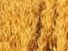 Зерно пшеница ячмень кукуруза овёс