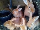 Кролики Новозеландские нзк объявление продам