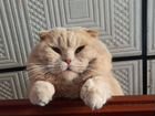 Кошка шотландская длинношерстная фолд объявление продам