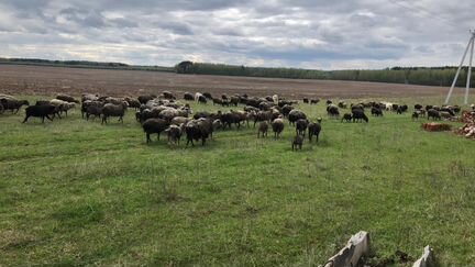 Овцы бараны романовские - фотография № 1