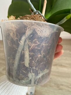 Орхидея Фаленопсис Пират Пикоти