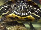Красноухая черепаха с аквариумом. Корм