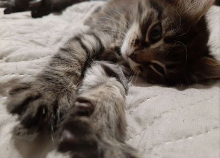 Котёнок в добрые руки