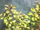 Растения в аквариум/рыбки/креветки объявление продам