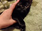 Бомбейская кошка в хорошие руки или длительная пер