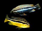 Цихлиды Melanochromis auratus или золотой попугай