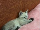 Сиамский котëнок - девочка