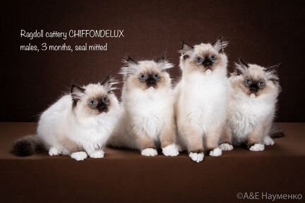 Рэгдолл, для дома и в разведение