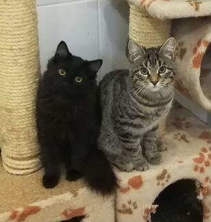 Чёрный котенок ищет дом)