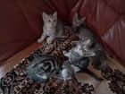 Британские котята Бесплатно,Три девочки,два мальчи объявление продам