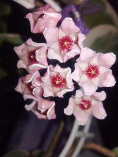 Хойя Carnosa Krimson Queen