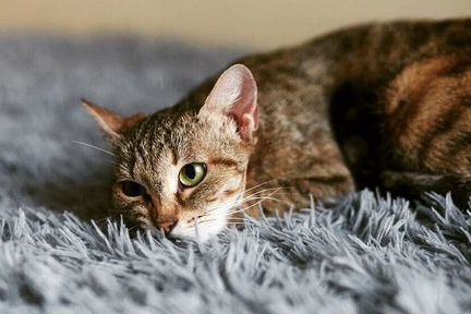 Кошечка Мила