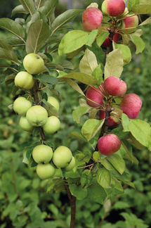 Лучшие саженцы яблонь груш слив дерево-сад