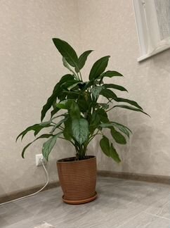 Аглаонема домашнее растение