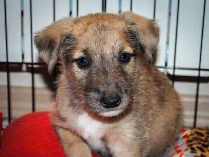 Щенки в Пятнышко В Добрые Руки