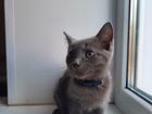 Котик Русской Голубой кошки