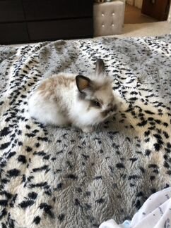 Кролик mini декоративный