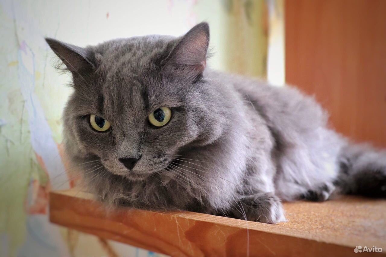 Шикарный кот Крош, кастрат