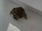 Колорадская жаба