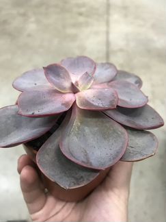 Эхеверия Ред Скай. Доставка