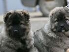 Кавказские щенки объявление продам