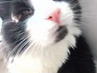 Потерялся кот черно-белый 1 год 1 глаз прижат в р