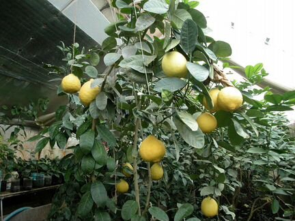 Папайя,банан,лимон,апельсин экзотические растения