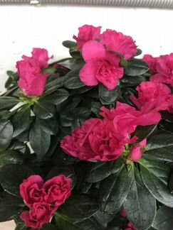 Рододендрон