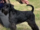 Цвергшнауцер - щенки черного окраса объявление продам