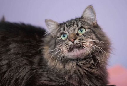 Кайчик сладкий мальчик)