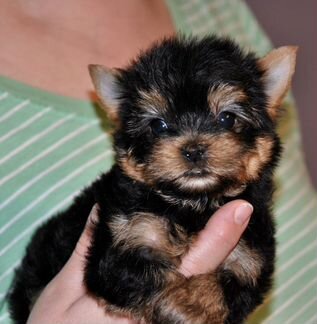 Йоркширский терьер щенки мини мальчик РКФ
