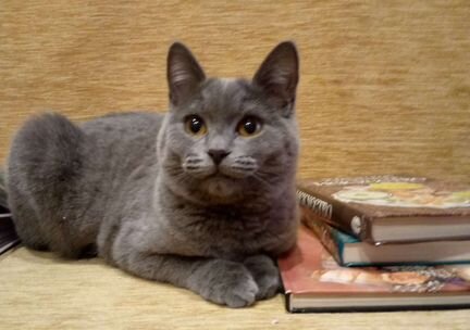 Русская голубая