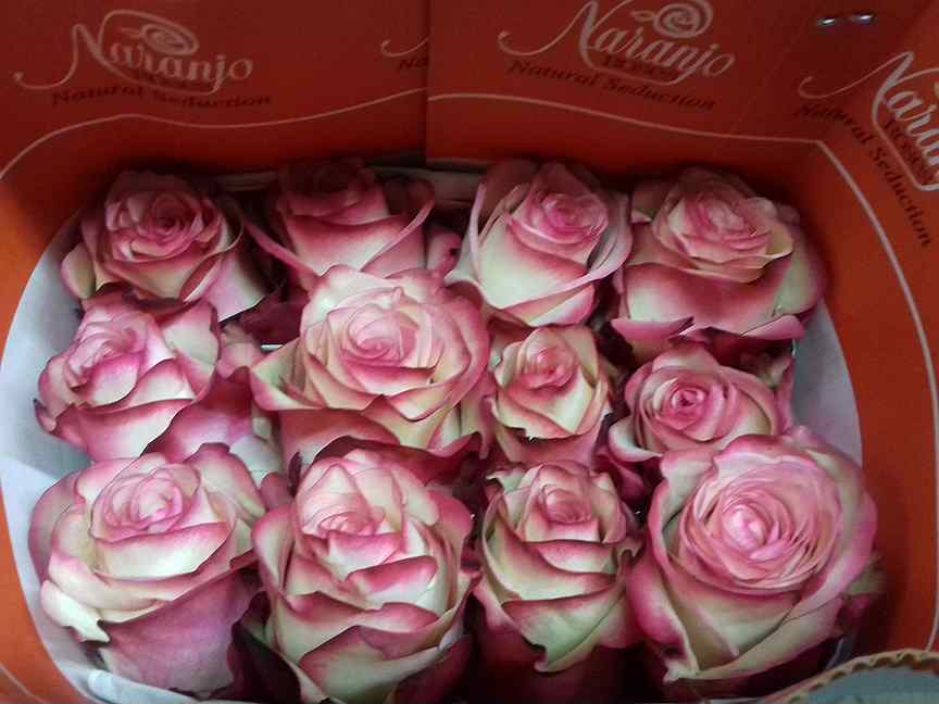 Купить розы в смоленске. Сорт розы Палома. Сорт роз Палома Эквадор.
