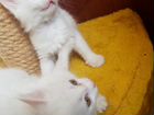 Котята белые турецкая ангора объявление продам