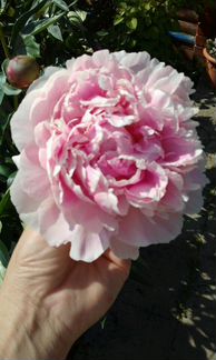 Пионы большие полноценные кусты