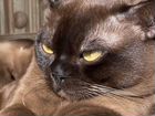 Бурма кот, чемпион WCF вязка