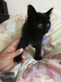 Котята в дар