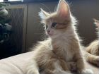 Котята мейн-кун рыжие объявление продам