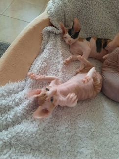 Котята сфинкс