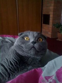 Вязка с Шотландским котом