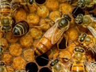 Пчелы матки плодные