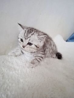 Шотландские