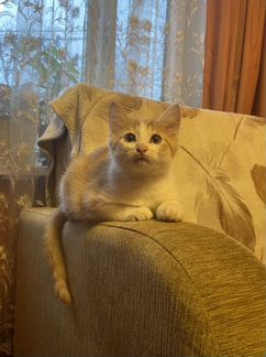 Котенок мальчик бесплатно рыжий